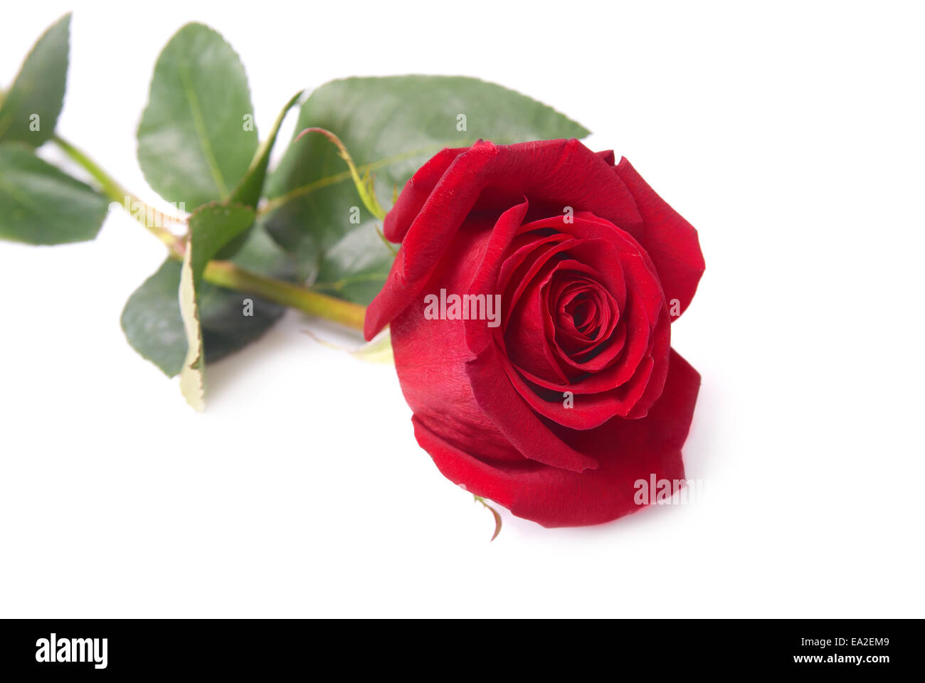Beautiful red rose isolated on white background Stock Photo - Alamy