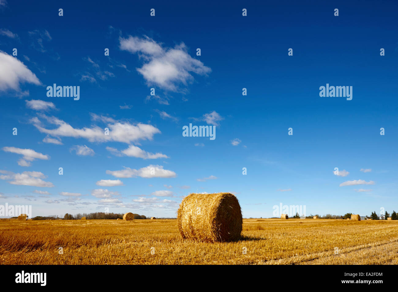 rolled hay bales on the prairies after harvest Saskatchewan Canada Stock Photo