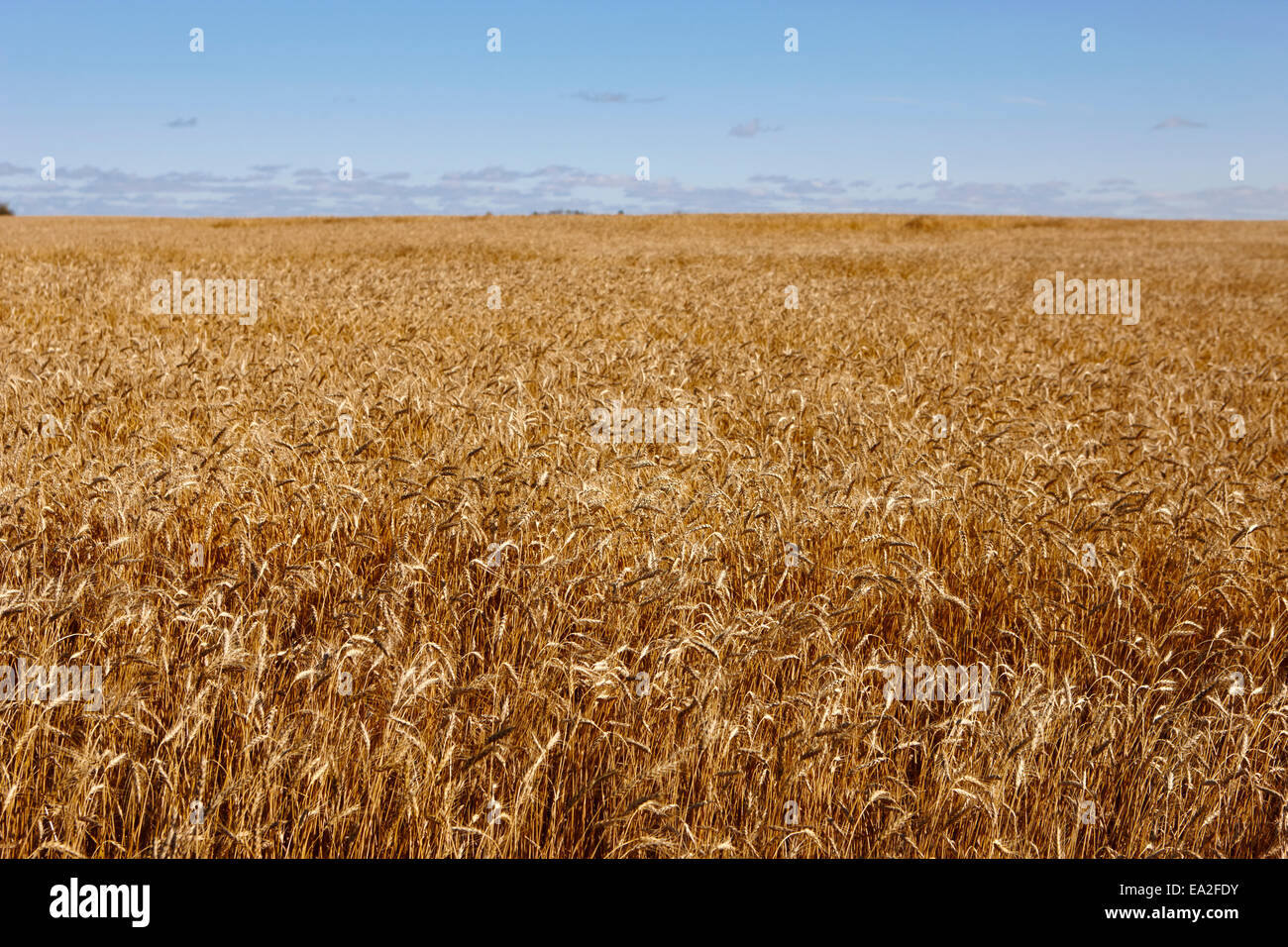 field of barley crop on the prairies of Saskatchewan Canada Stock Photo