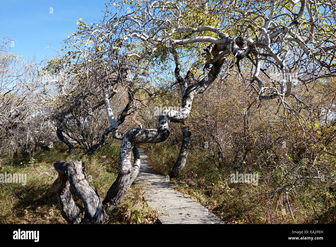 the crooked bush group of twisted aspen trees Saskatchewan Canada Stock Photo