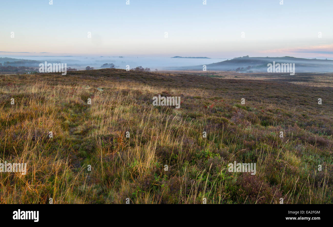 mist and fog on plain with heath in foreground, Purbeck, Dorset, England, UK Stock Photo