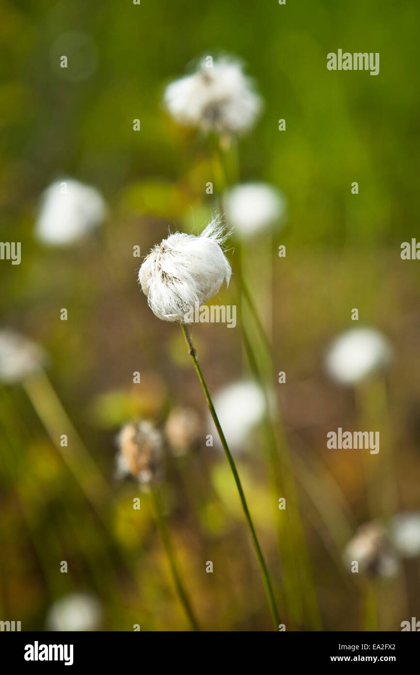 Cotton Grass, Chena River State Recreation Area; Fairbanks, Alaska, United States of America