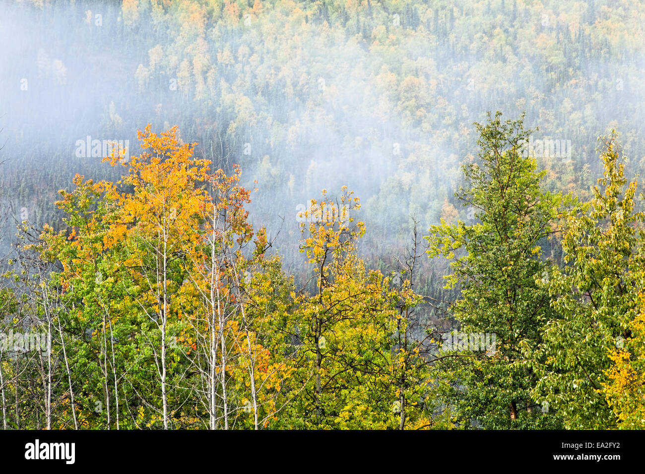 Mist over boreal forest hi-res stock photography and images - Alamy