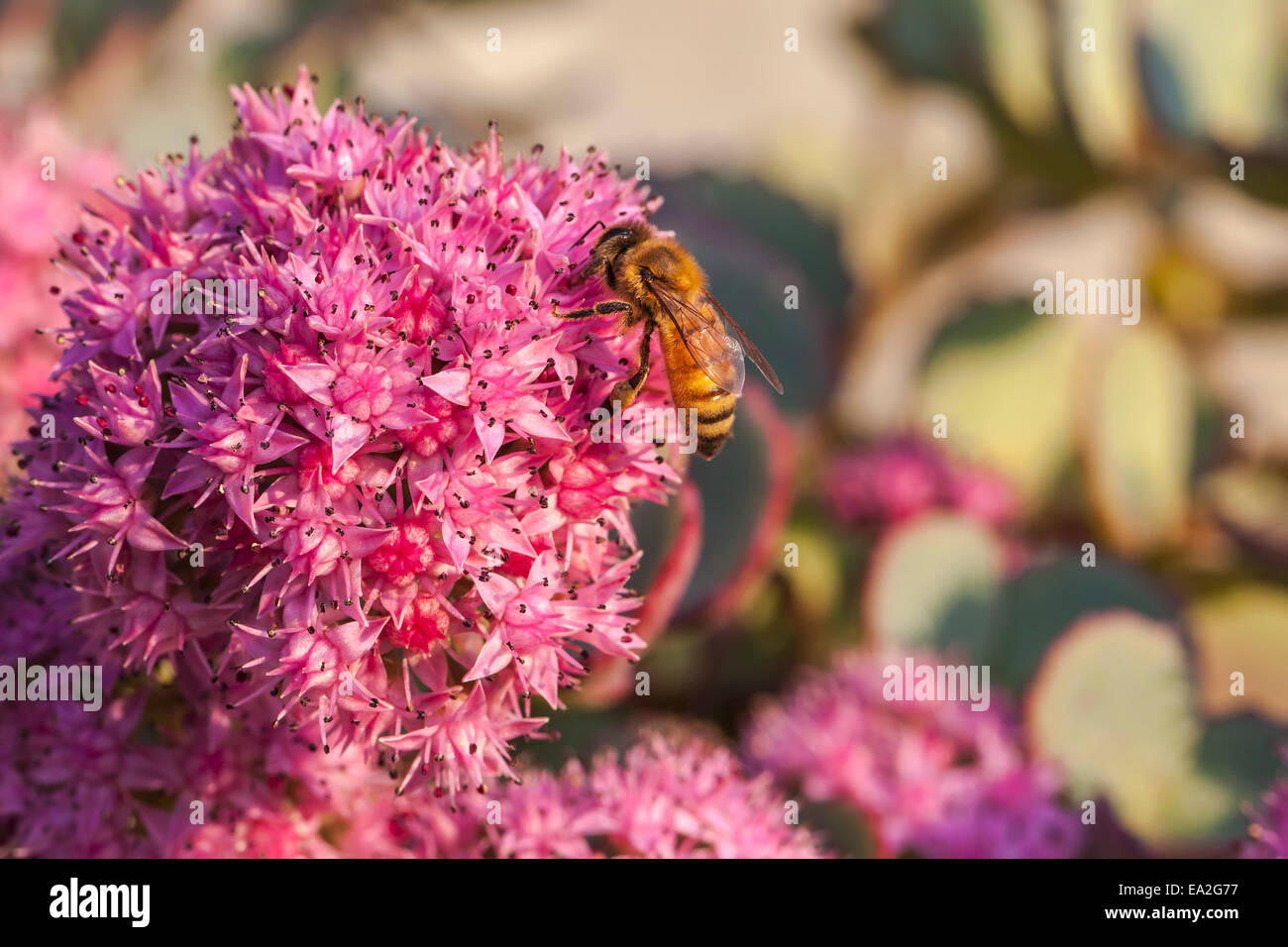 Honeybee on a dark pink Sedum flower (Apis mellifera); Toronto, Ontario, Canada Stock Photo