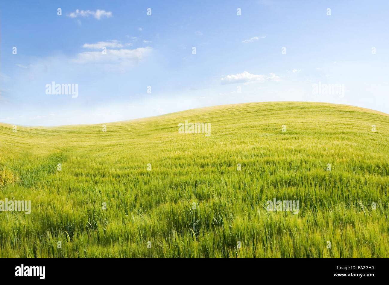 Rural landscape. Green field at summer Stock Photo - Alamy