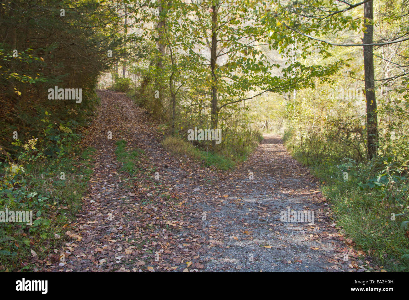 Forested path splits offering two choices on the way to go, a high road or a low road, both leading to an unknown destiny Stock Photo