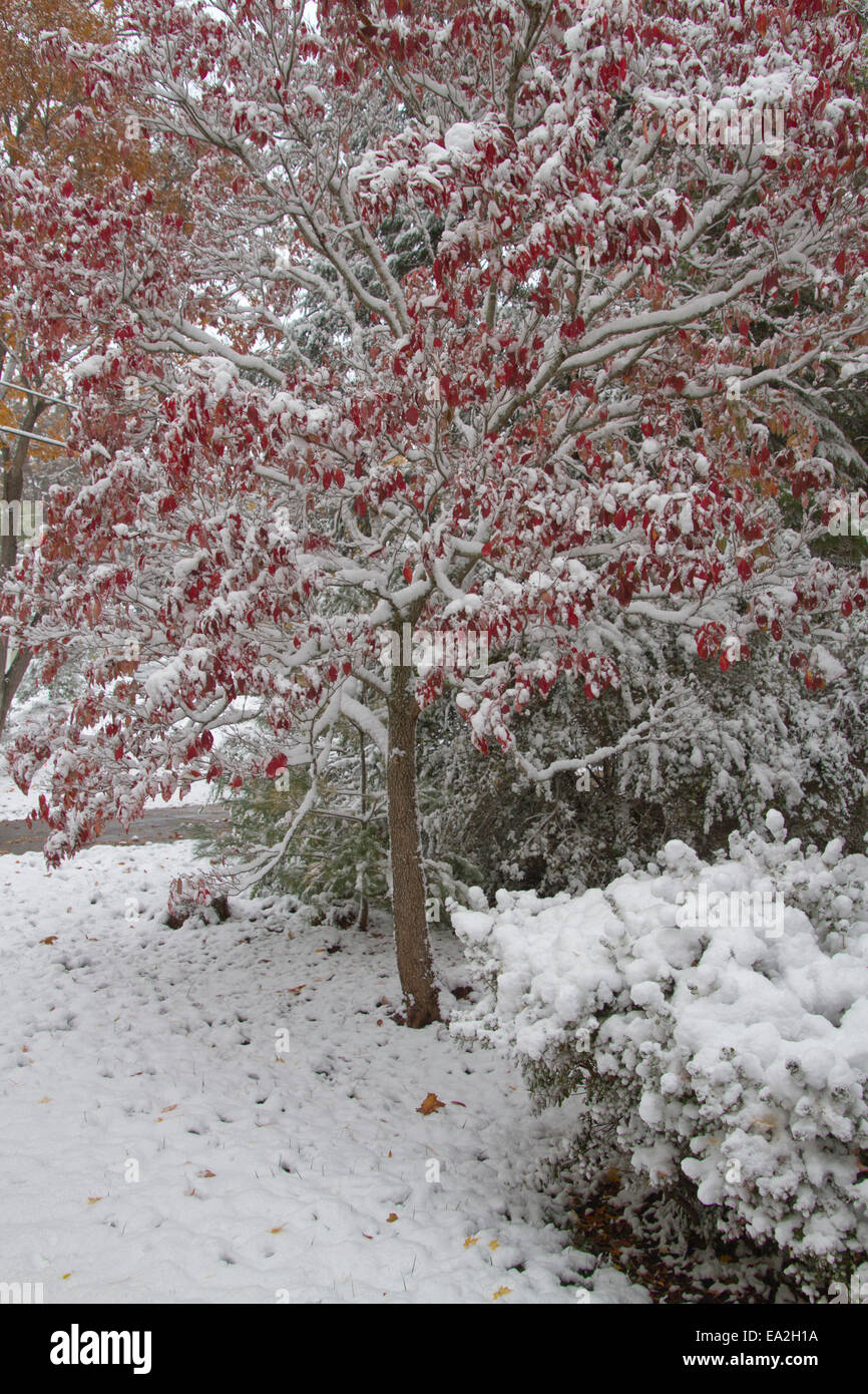 An early snowfall covers a dogwood tree's leaves leaves that haven't started falling yet in autumn Stock Photo