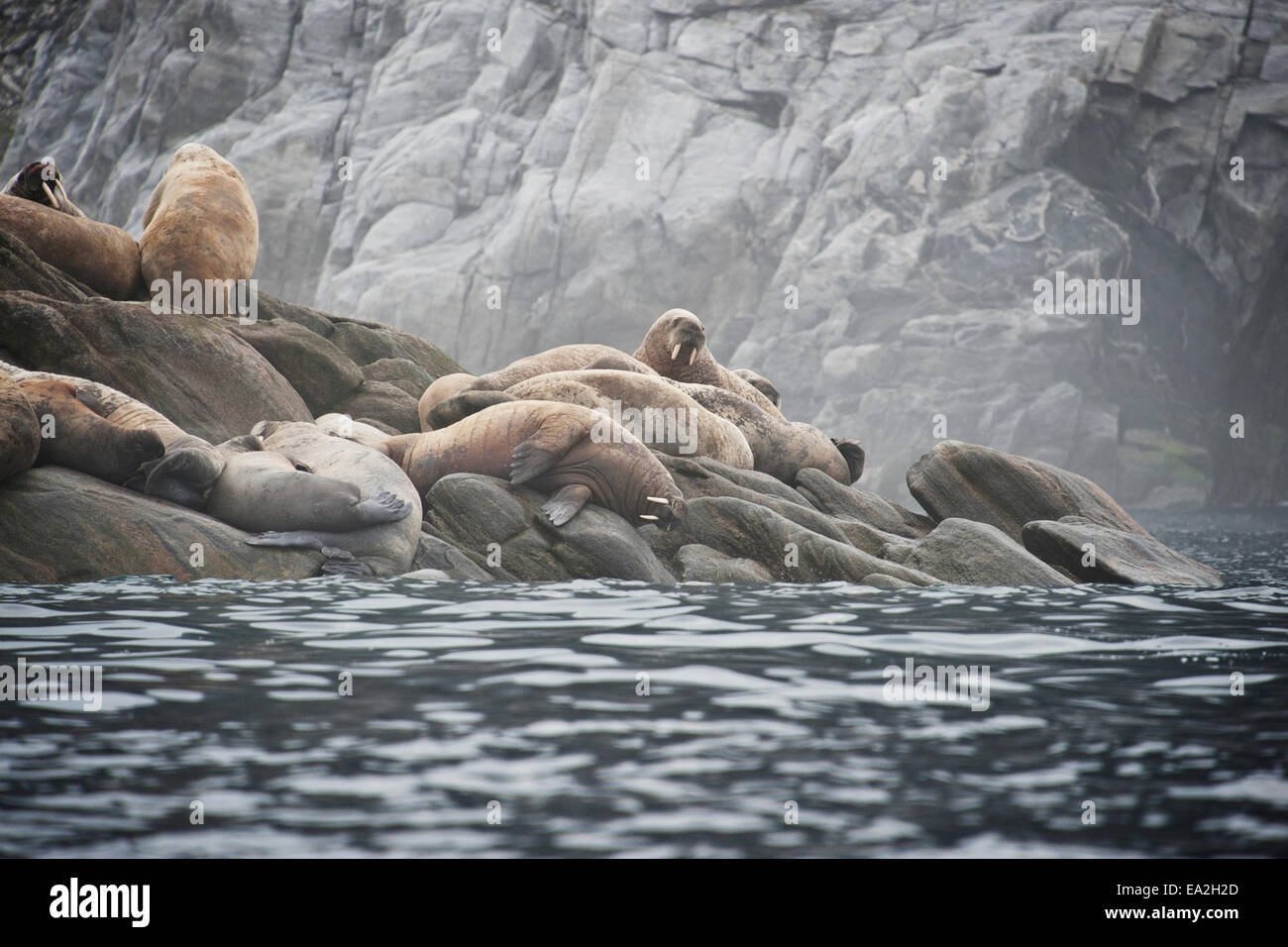 Walrus Colony, Odobenus rosmarus, hauled-out on rocks, Baffin Island, Canadian Arctic. Stock Photo