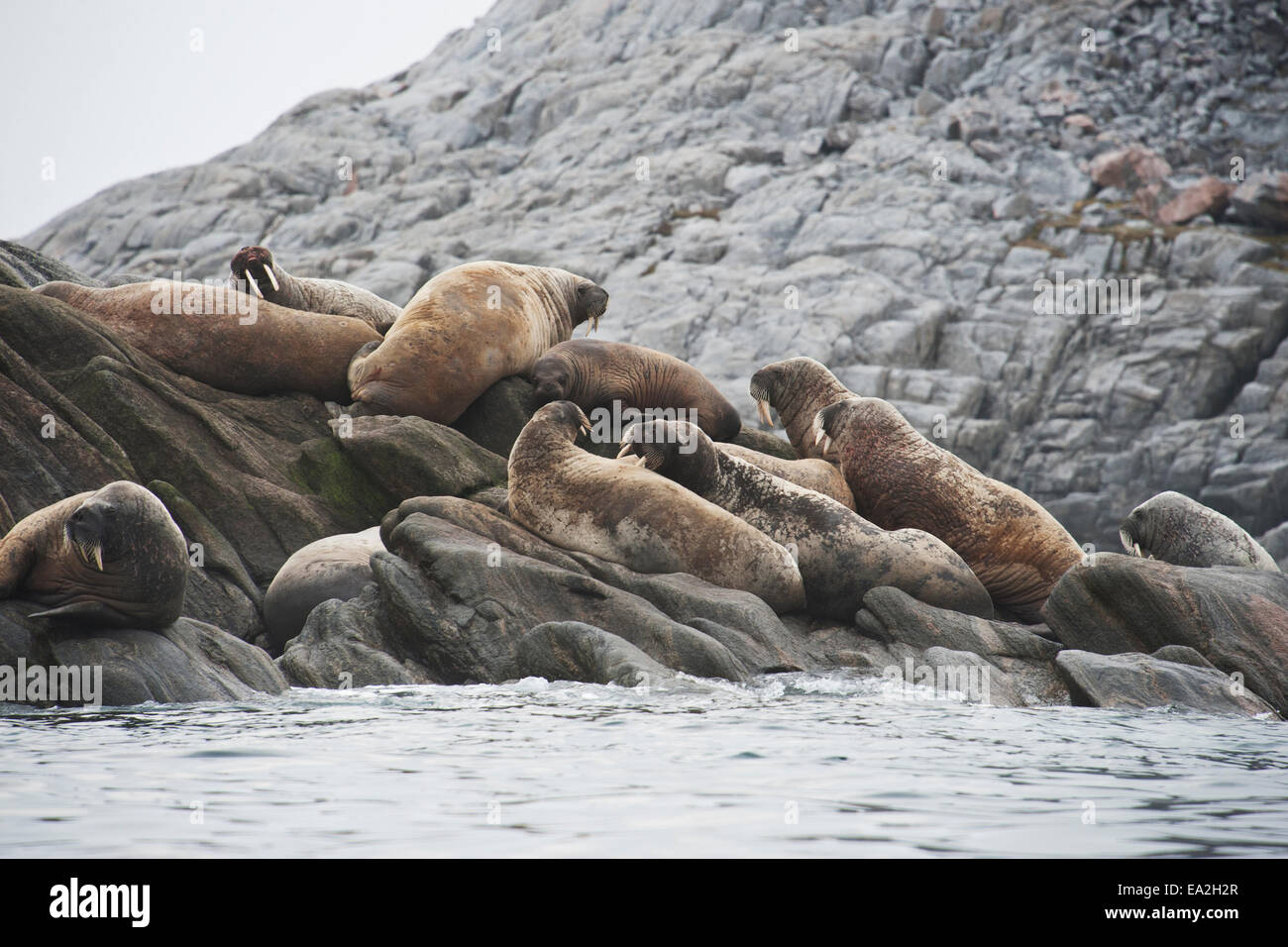 Walrus Colony, Odobenus rosmarus, hauled-out on rocks, Baffin Island, Canadian Arctic. Stock Photo