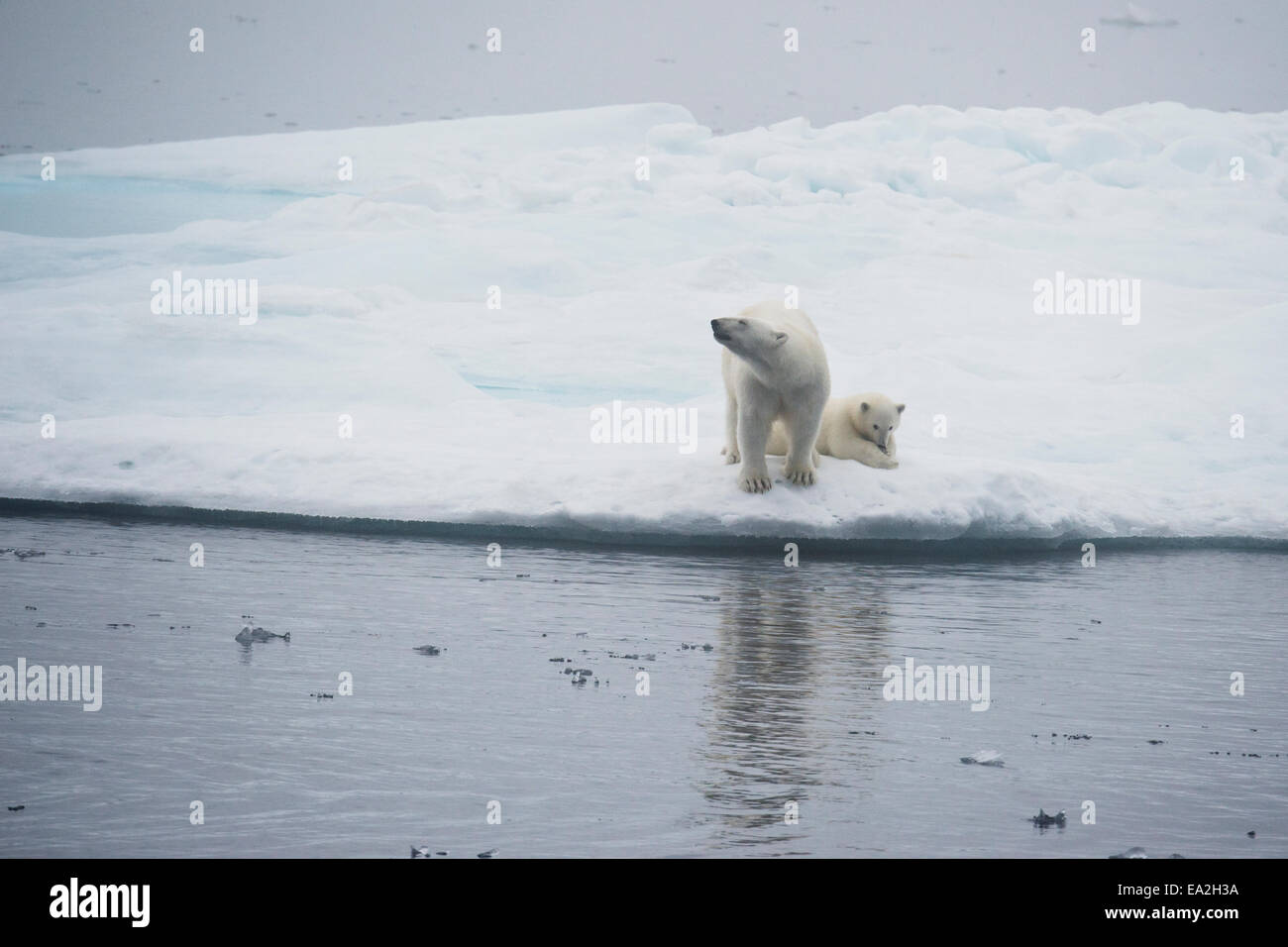 Polar Bear mother & cub, Ursus maritimus, playing on an iceberg, Baffin Island, Canadian Arctic. Stock Photo