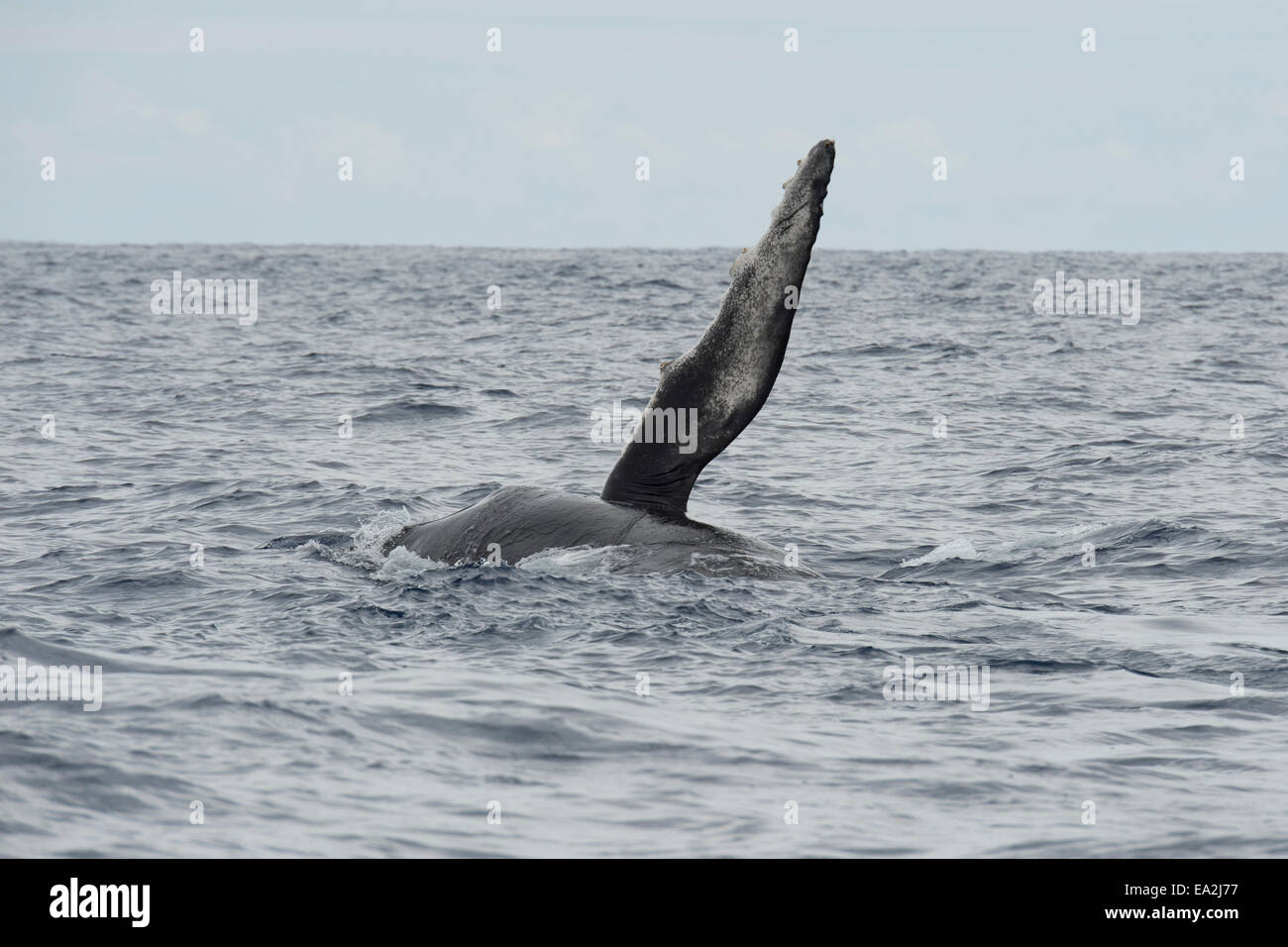 Humpback whale pectoral hi-res stock photography and images - Alamy
