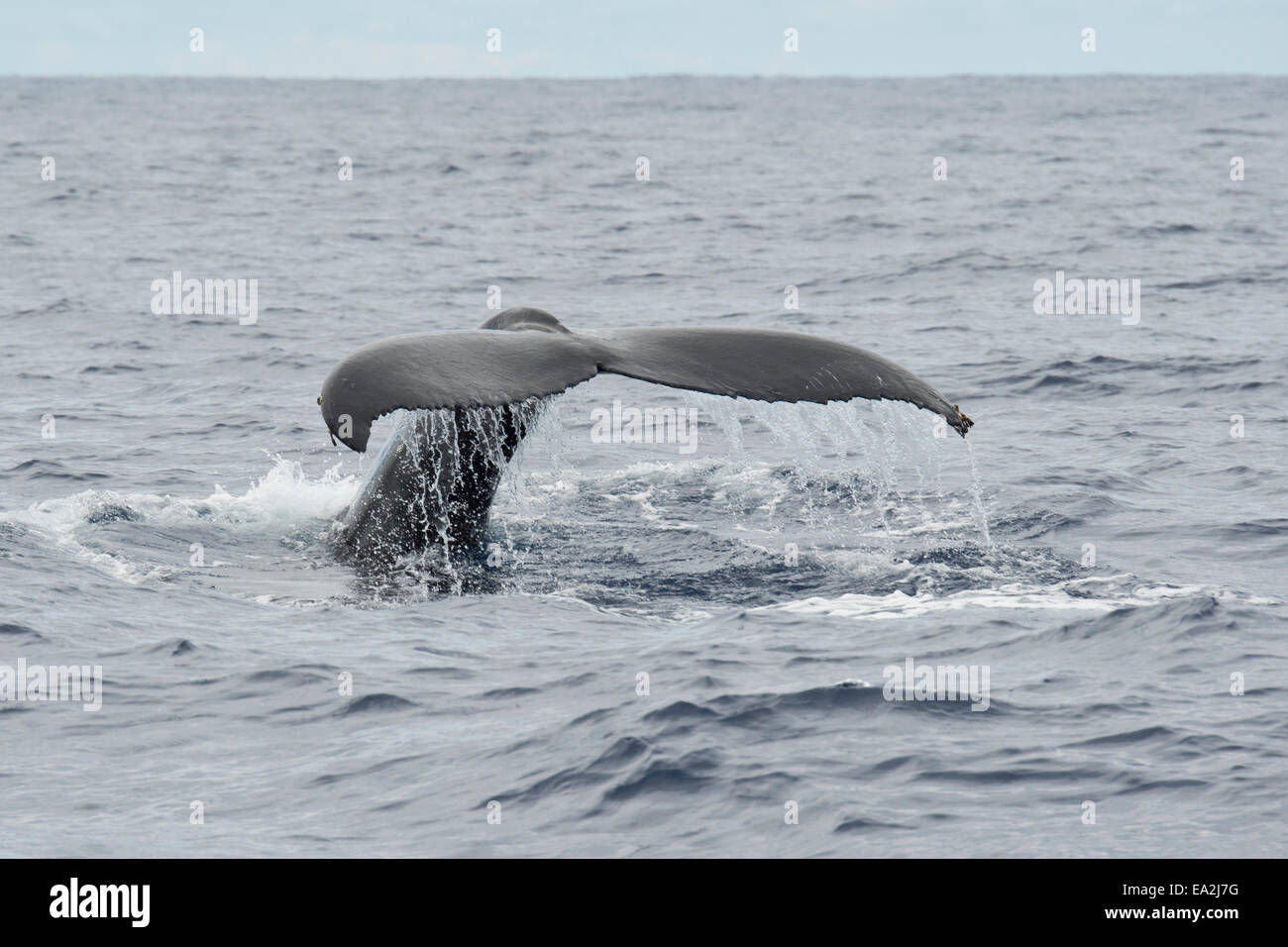 Humpback Whale (Megaptera novaeangliae) fluking. Azores, Atlantic Ocean. Stock Photo