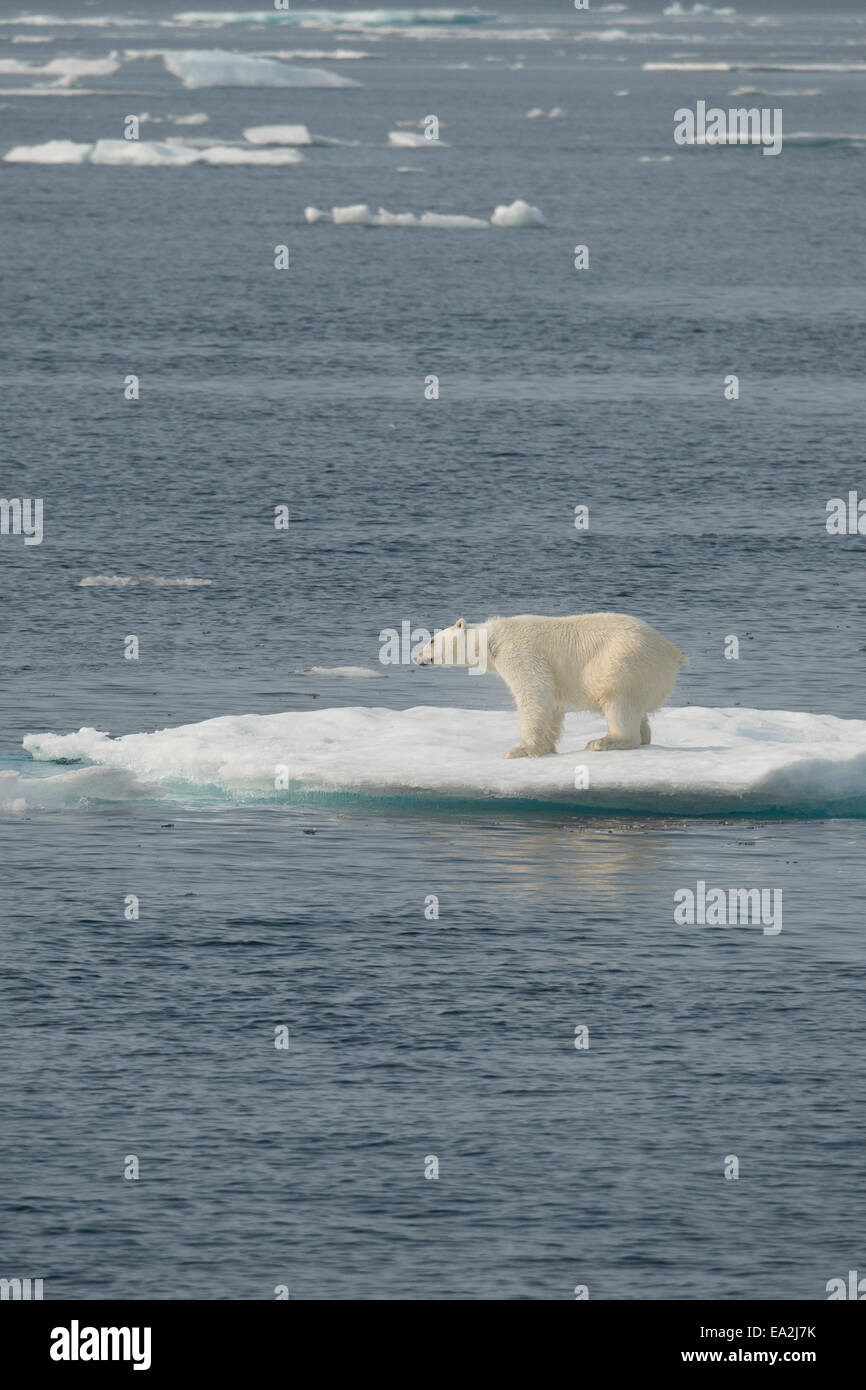Male Polar Bear, Ursus maritimus, shaking off water on an iceberg after swimming, Baffin Island, Canadian Arctic. Stock Photo