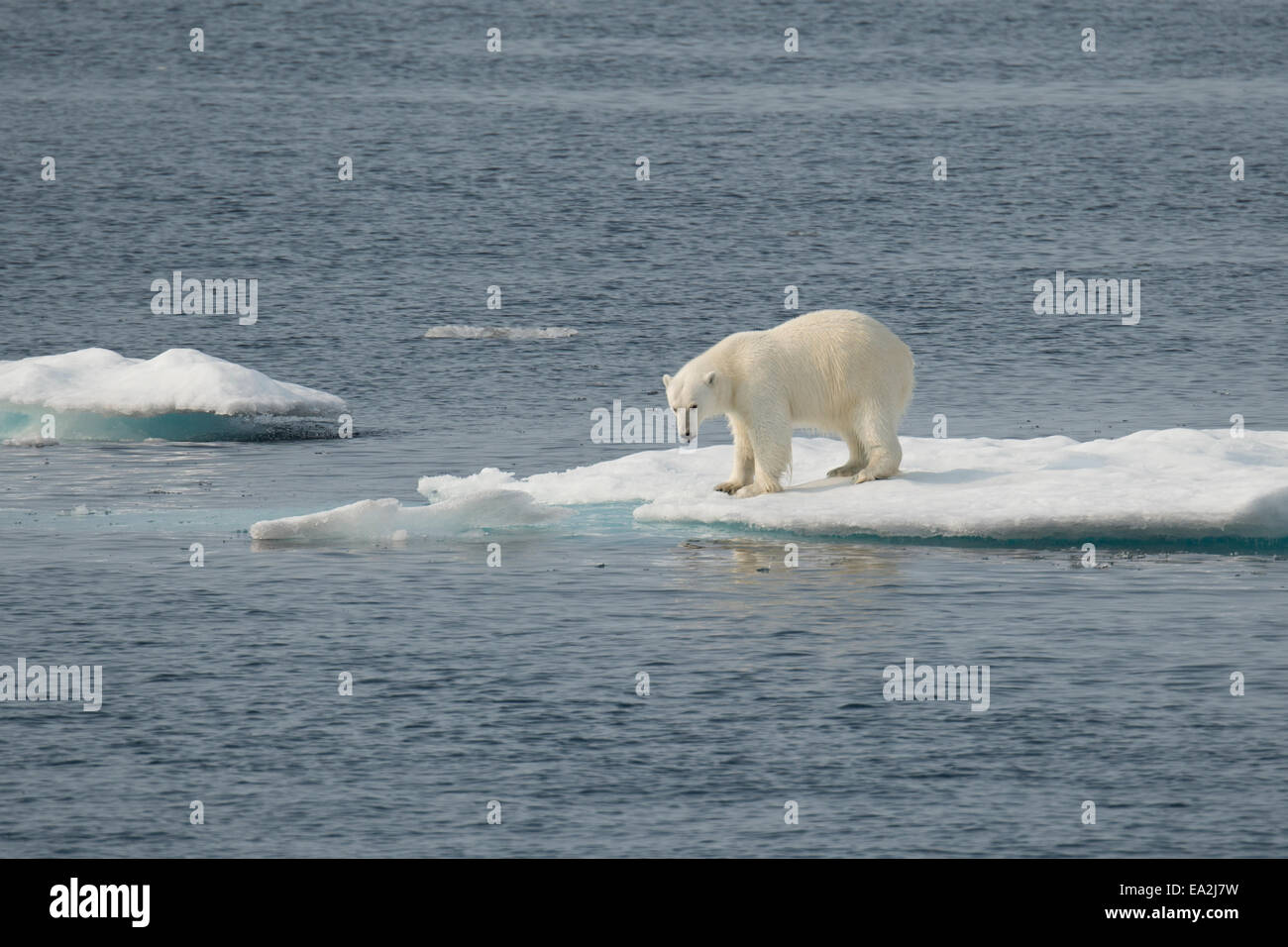 Male Polar Bear, Ursus maritimus, climbing on an iceberg after swimming, Baffin Island, Canadian Arctic. Stock Photo
