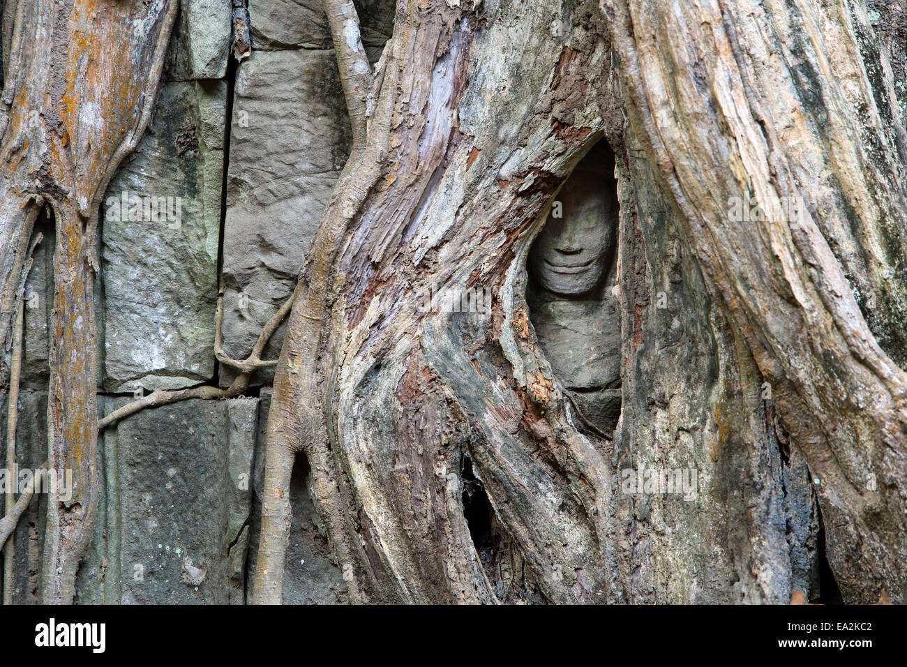 Stone Buddha face surrounded by strangler fig tree roots at Ta Prohm temple, Cambodia Stock Photo