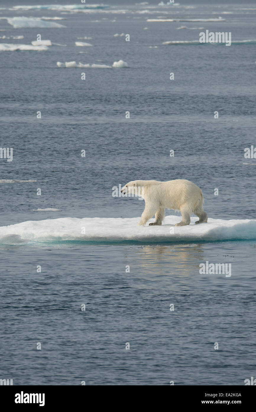 Male Polar Bear, Ursus maritimus, shaking off water on an iceberg after swimming, Baffin Island, Canadian Arctic. Stock Photo