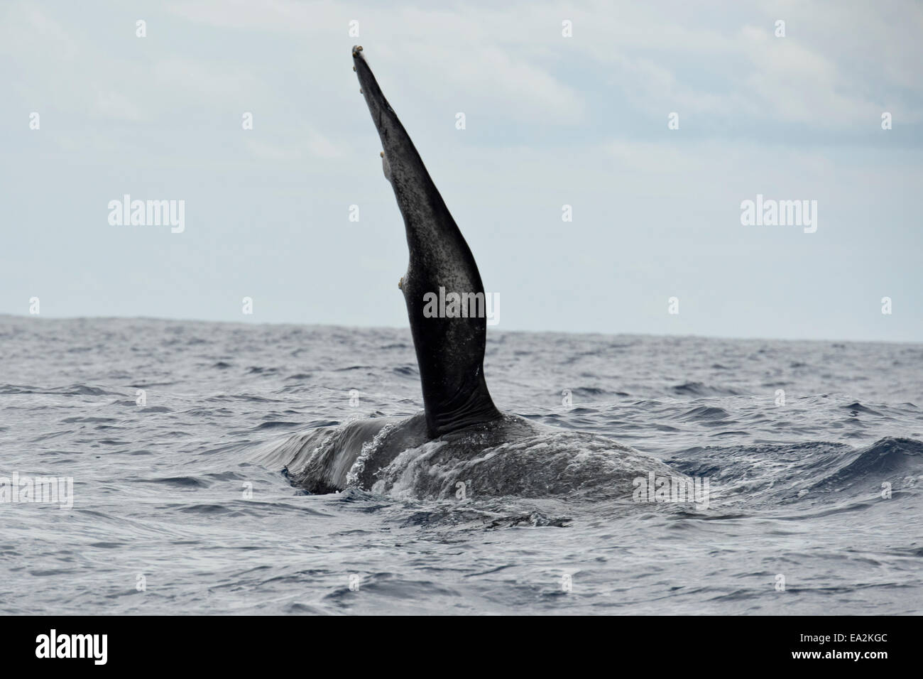 Humpback Whale (Megaptera novaeangliae) surfacing with left flipper raised. Azores, Atlantic Ocean. Stock Photo