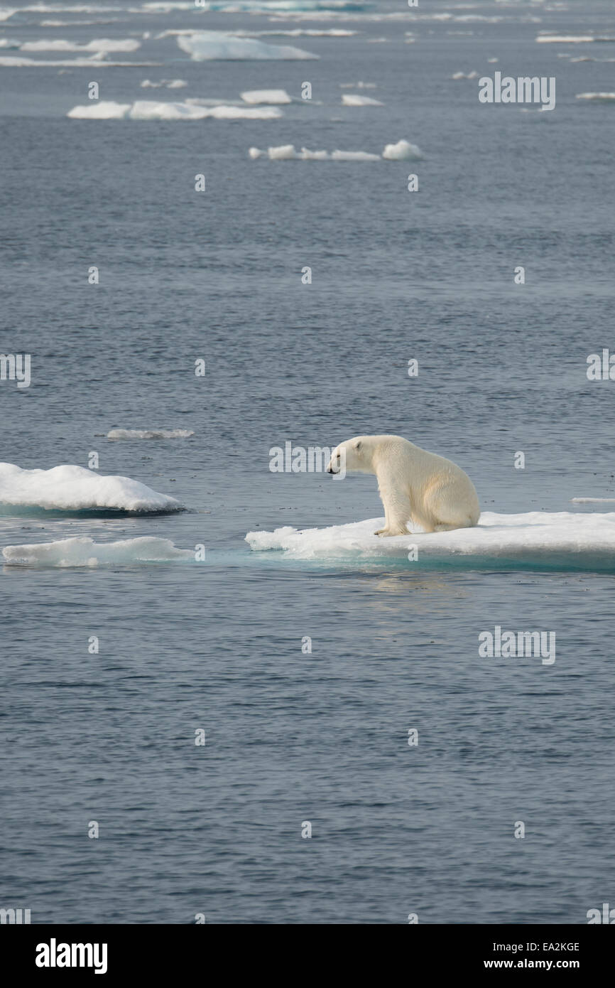 Male Polar Bear, Ursus maritimus, climbing on an iceberg after swimming, Baffin Island, Canadian Arctic. Stock Photo