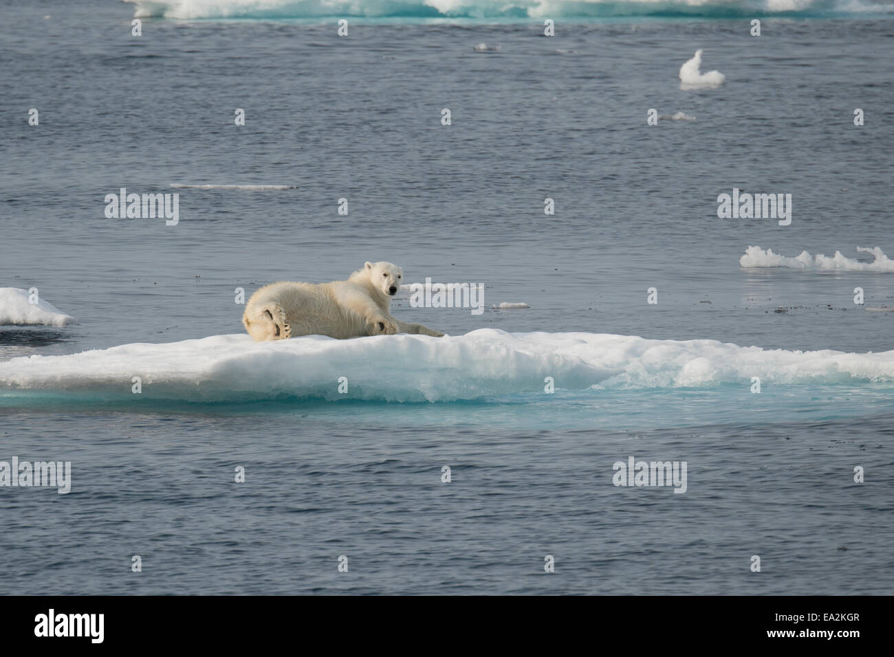 Male Polar Bear, Ursus maritimus, climbing on an iceberg after swimming, Baffin Island, Canadian Arctic. Stock Photo