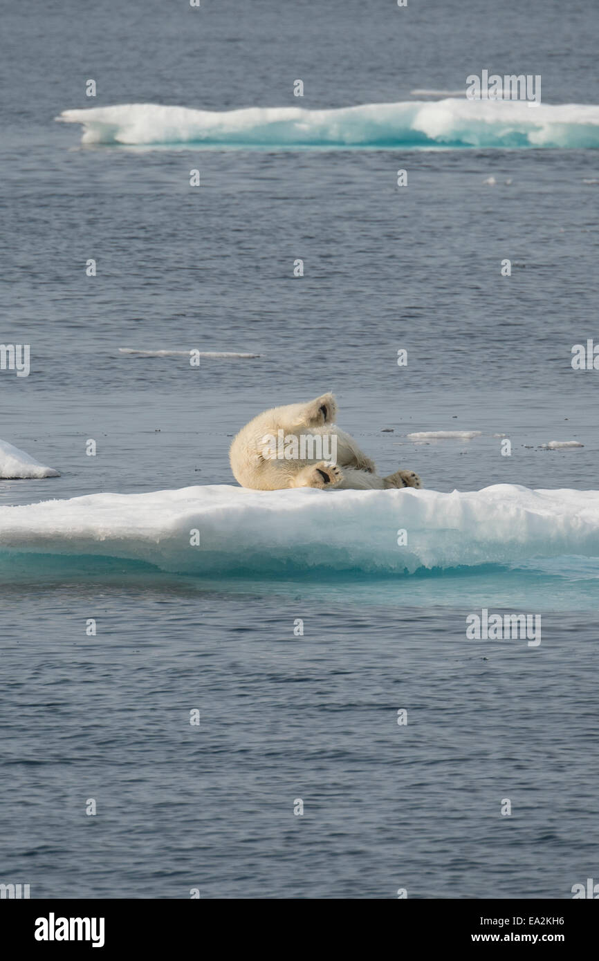 Male Polar Bear, Ursus maritimus, roliing on an iceberg after swimming, Baffin Island, Canadian Arctic. Stock Photo