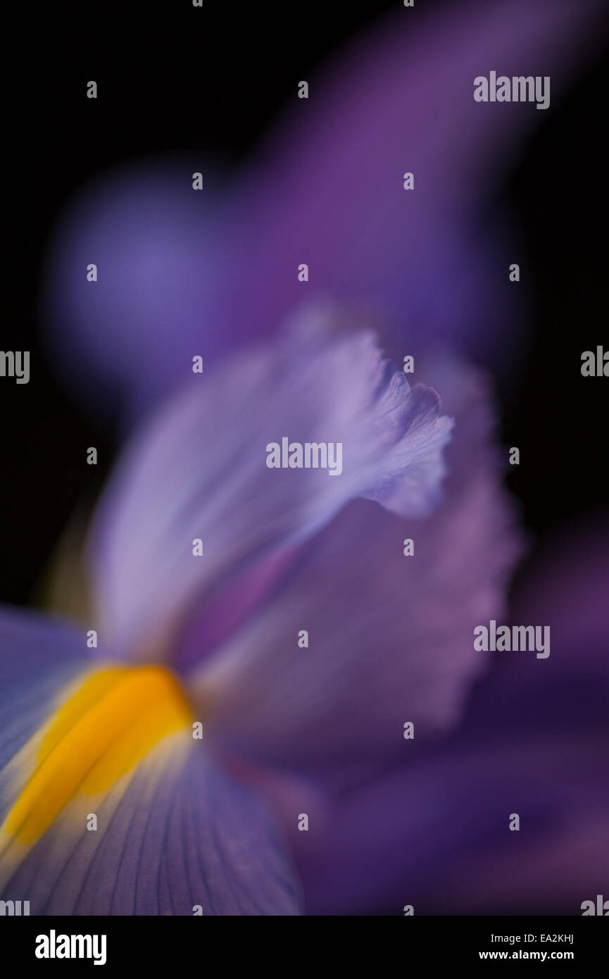 close up of an iris petal Stock Photo