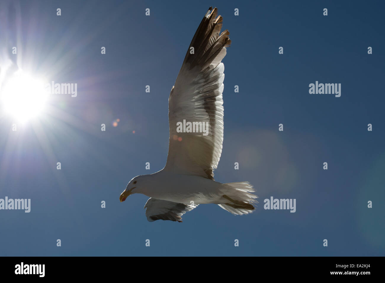 Seagull at Walvis Bay, Namibia. Stock Photo