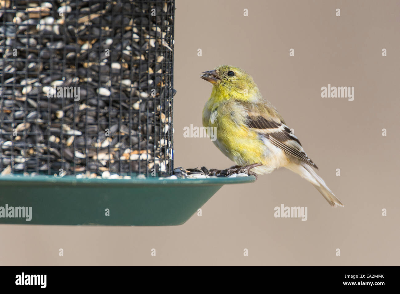 Female American Goldfinch on feeder in spring plumage molt Stock Photo