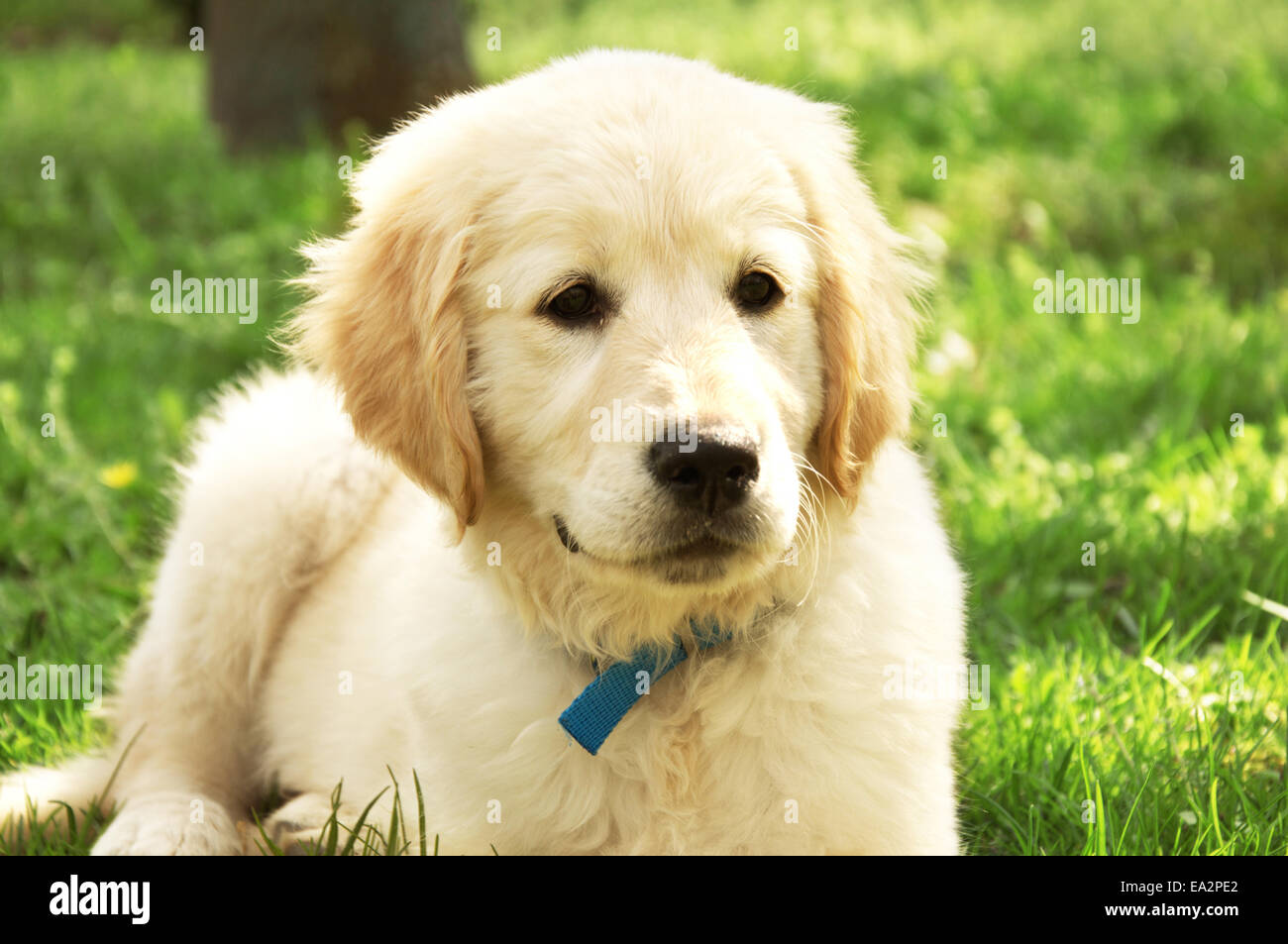 Cute golden retriever puppy lying on grass Stock Photo - Alamy