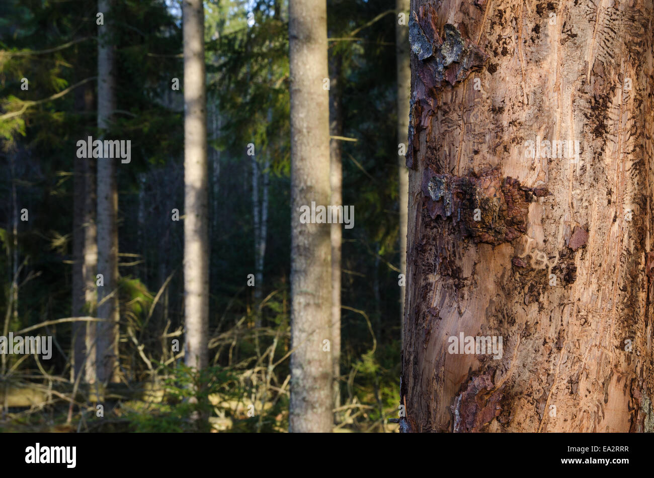 A tree trunk in a spruce forest damaged by bark beetles Stock Photo