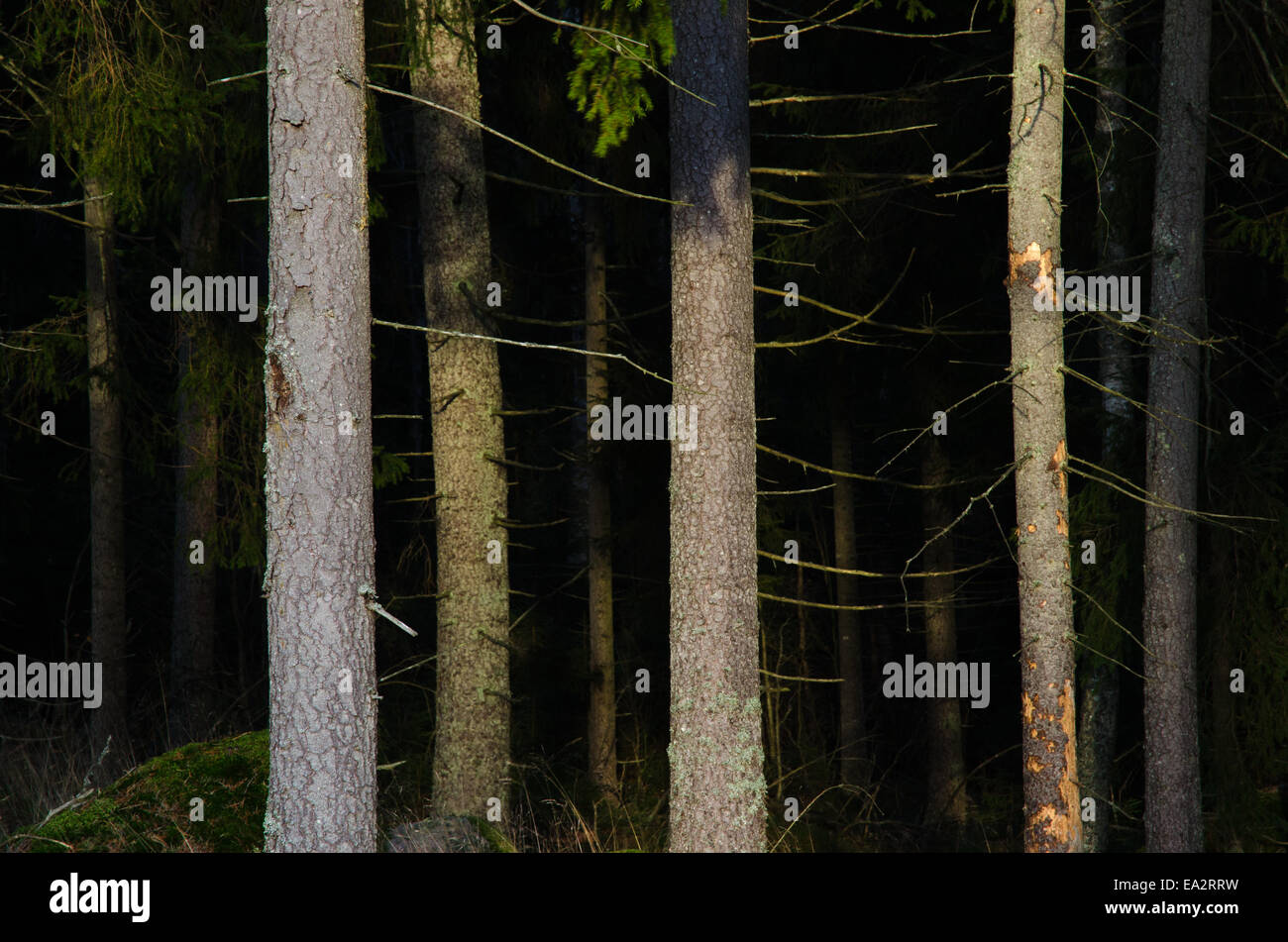Sunlit tree trunks in a dark and scary coniferous forest Stock Photo
