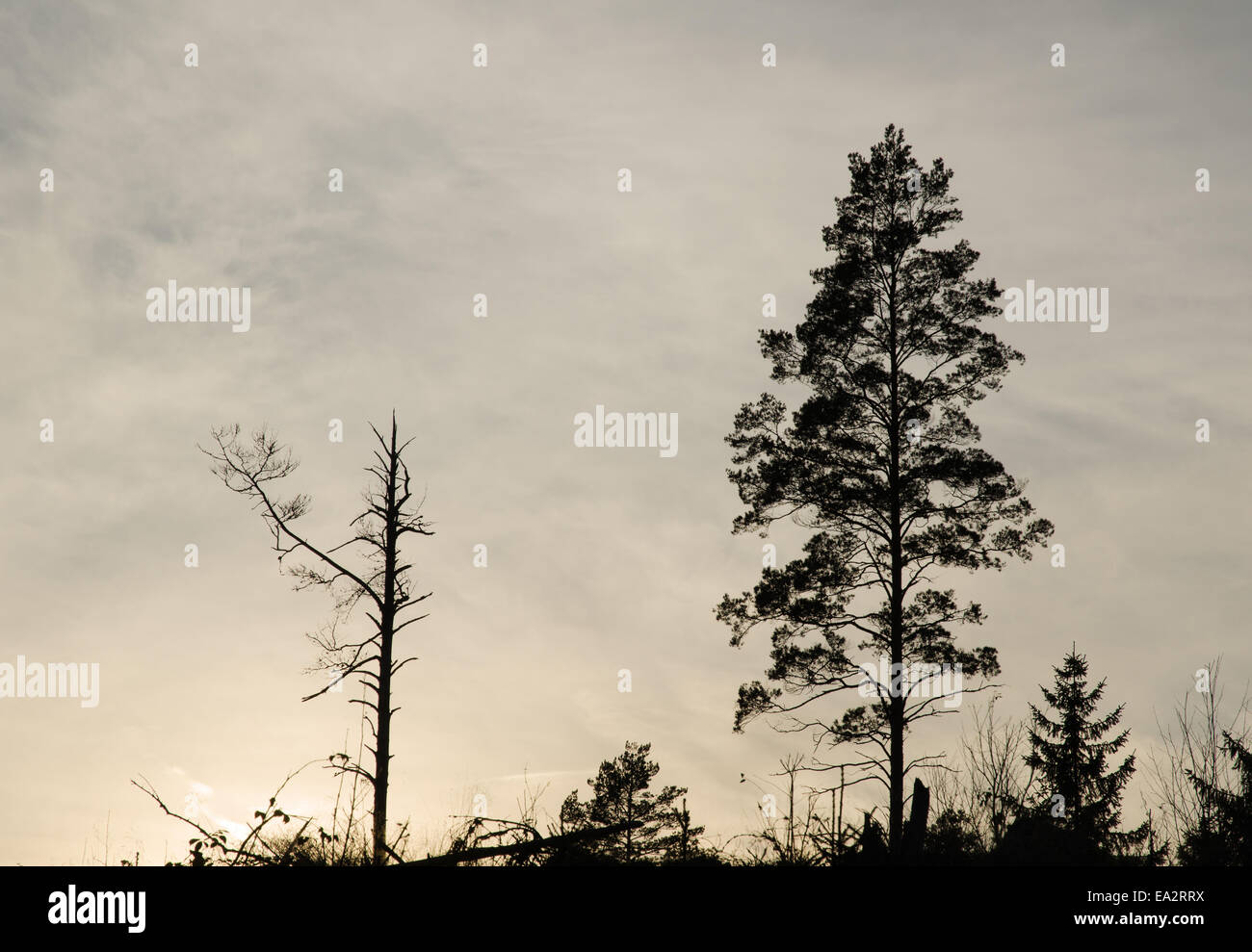 Silhouettes of on dead pine tree and one tall living pine tree Stock Photo
