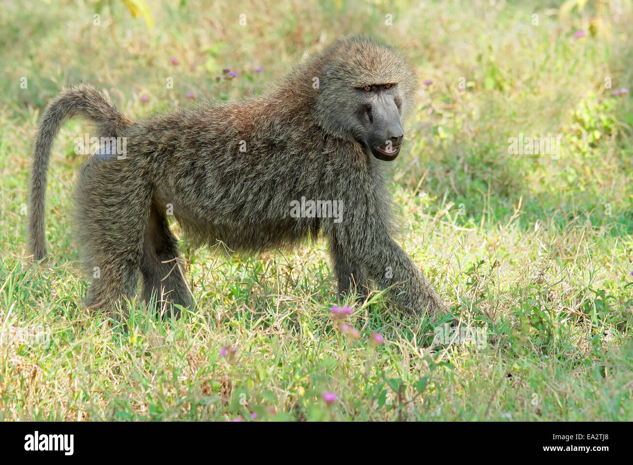 An olive baboon (Papio anubis), Lake Nakuru National Park, Kenya Stock Photo