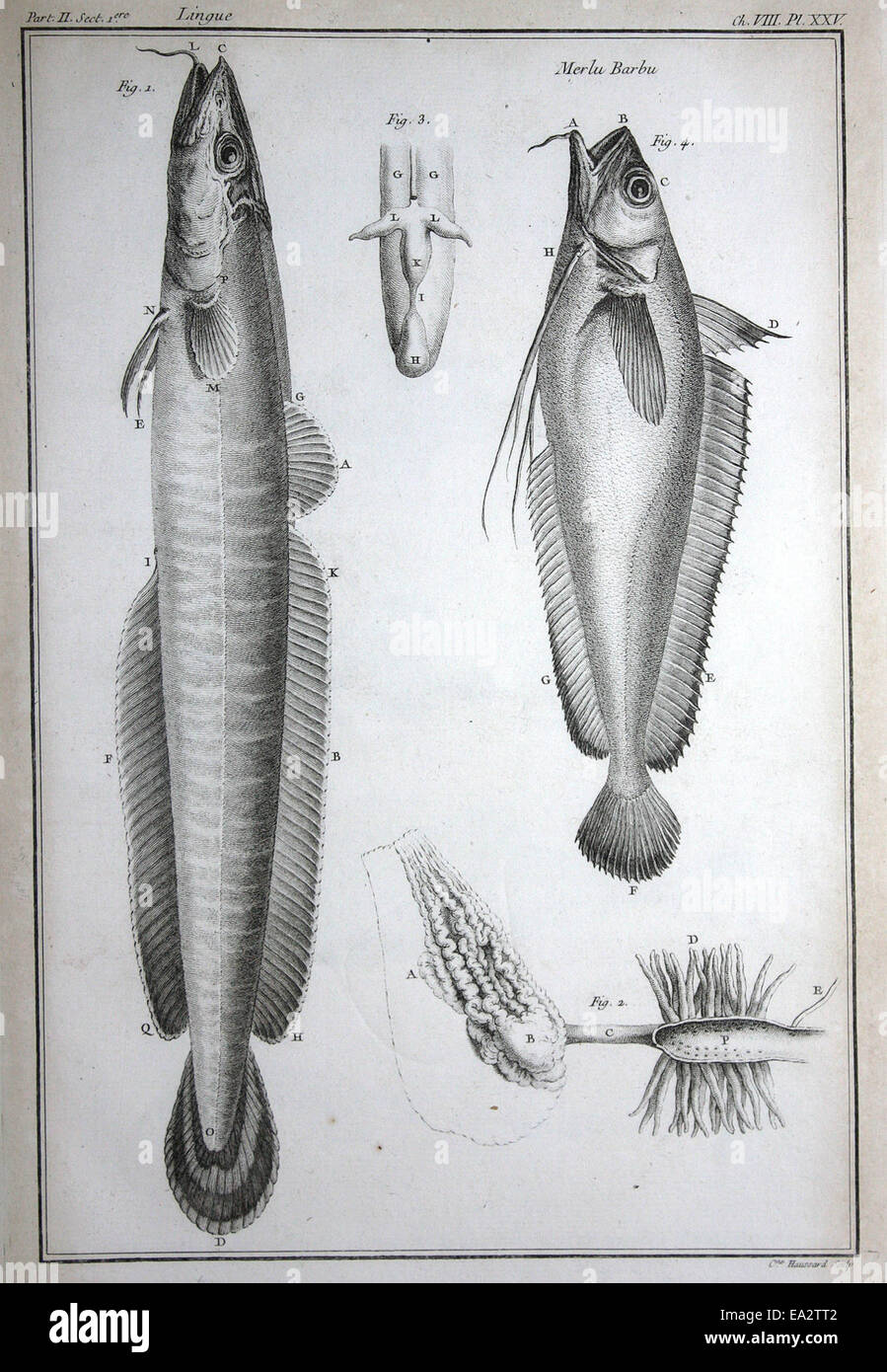 Great and Small Ling fish Stock Photo - Alamy