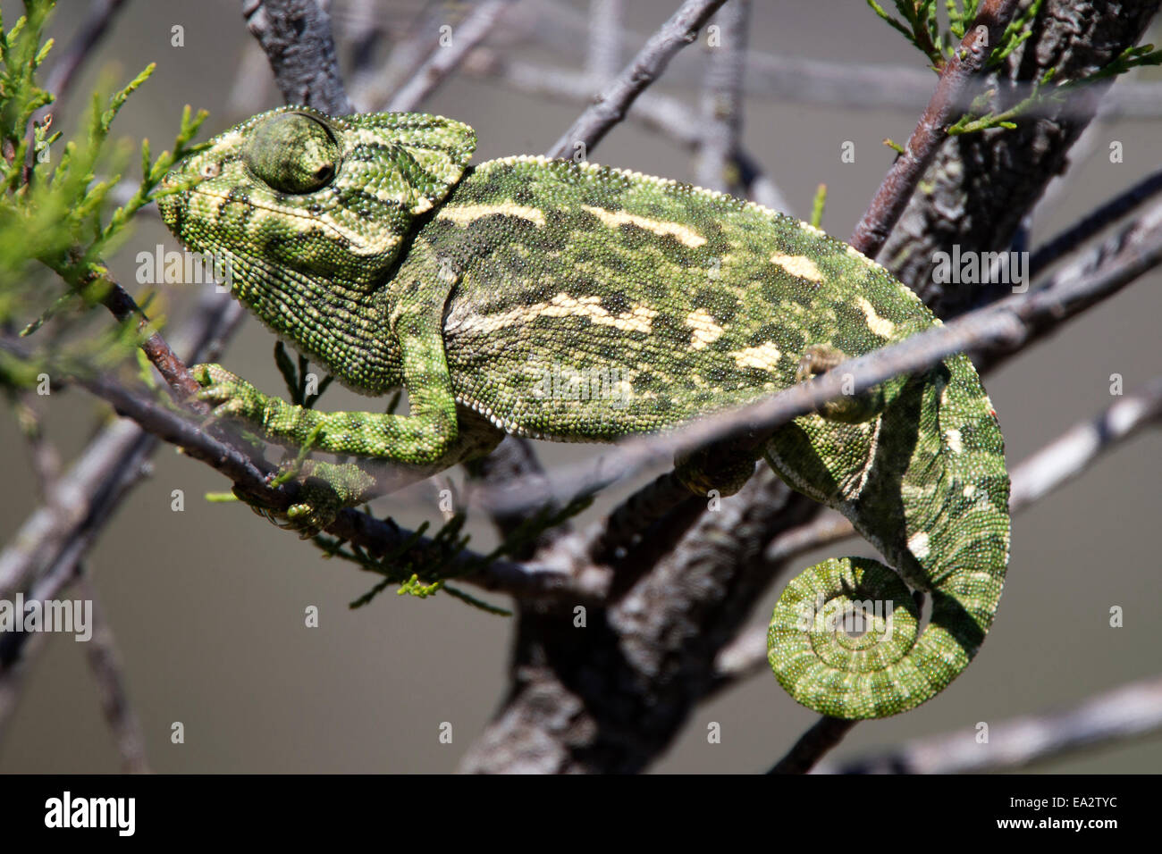 A Mediterranean Chameleon In A Bush At The Ria Formosa Nature Park 