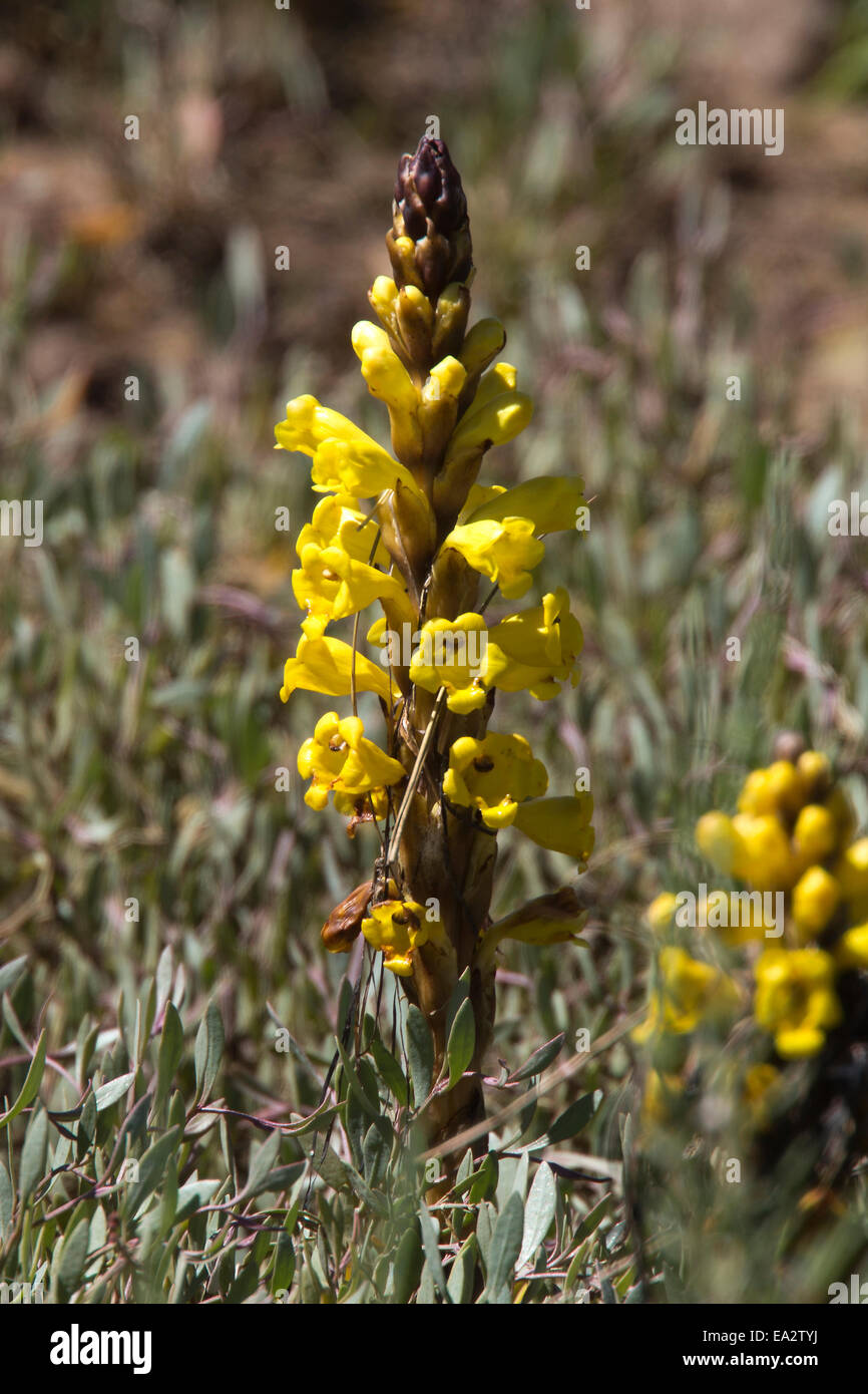 The parasitic Yellow Broomrape growing in the salt marsh at the Ria Formosa Nature Park, Algarve, Portugal. Stock Photo
