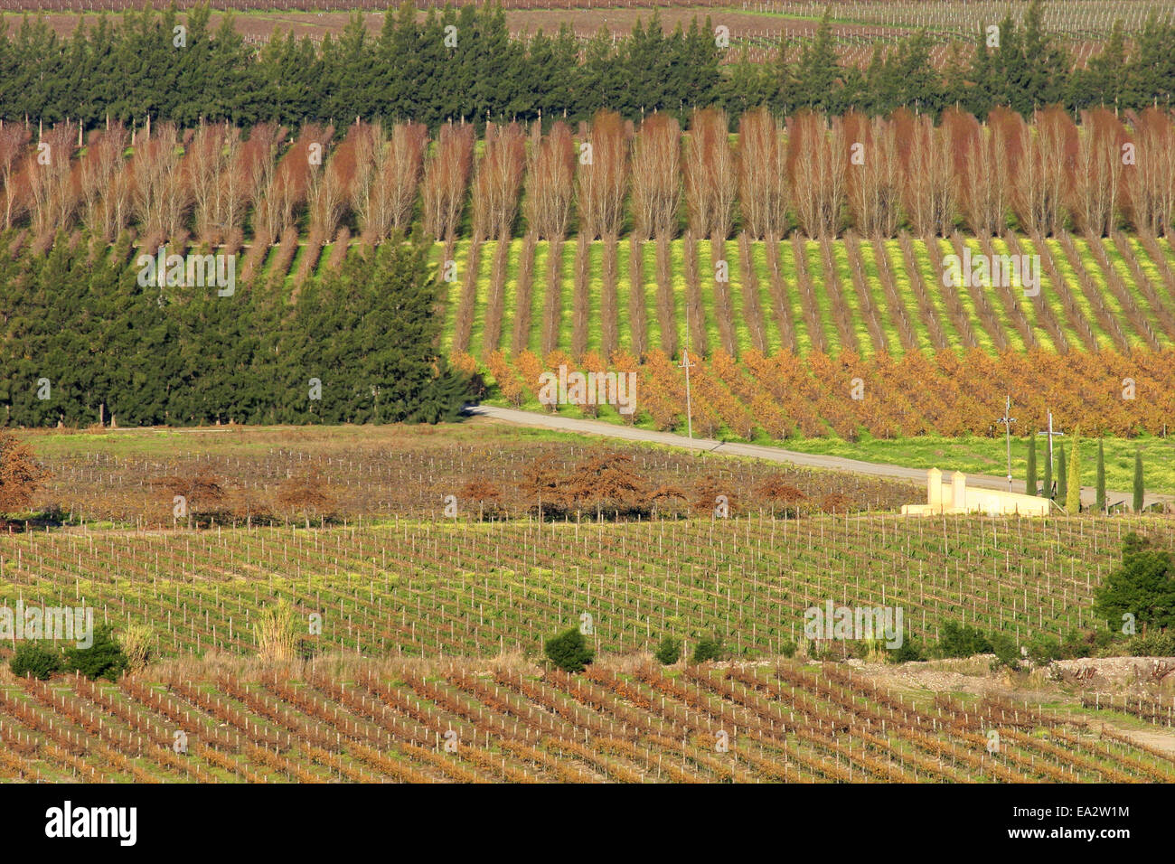 Autumn landscape of vineyards, Western Cape, South Africa Stock Photo