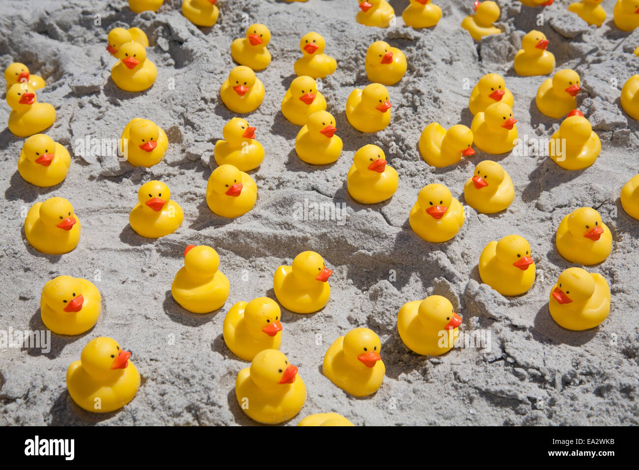 Rubber ducks massed on the beach. Stock Photo