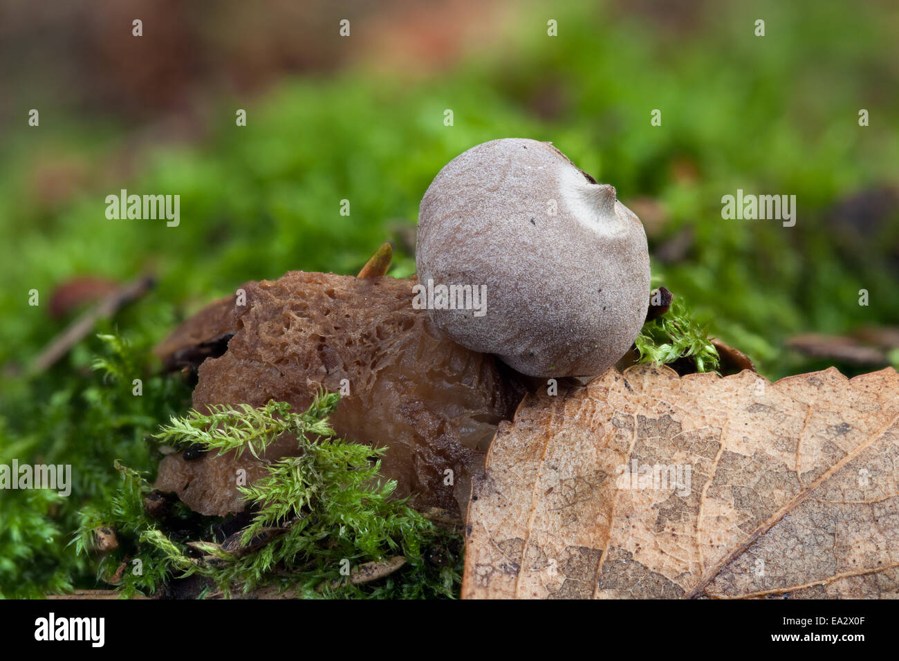 Rayed earthstar mushroom Stock Photo