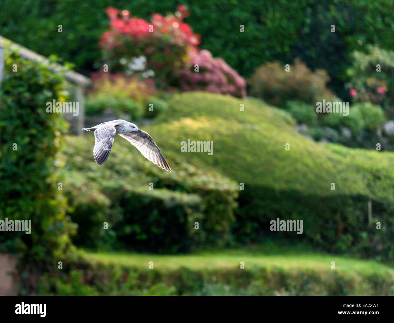 Herring Gull [Larus argentatus] in full flight isolated against a woodland background Stock Photo