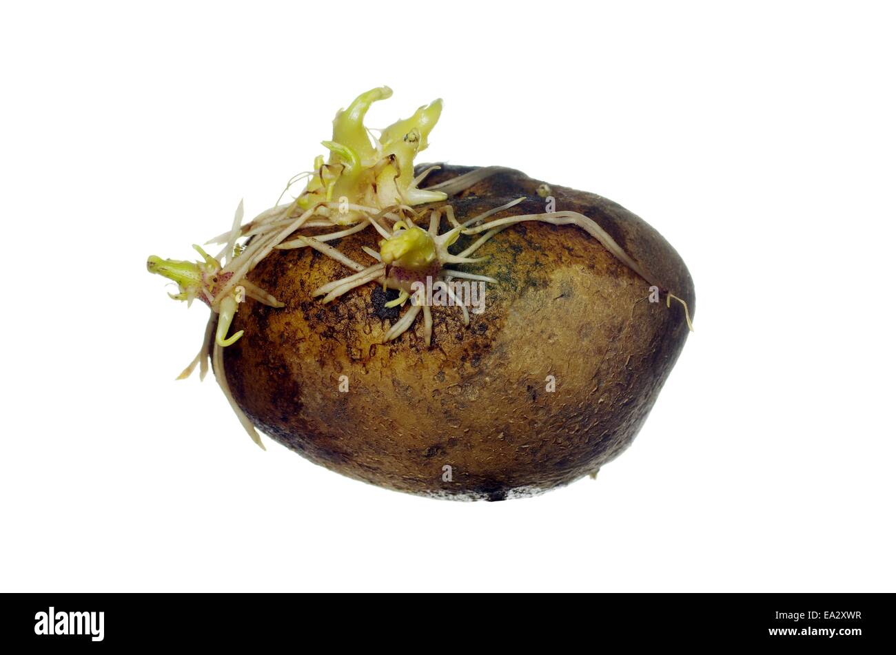 Potato roots hires stock photography and images Alamy