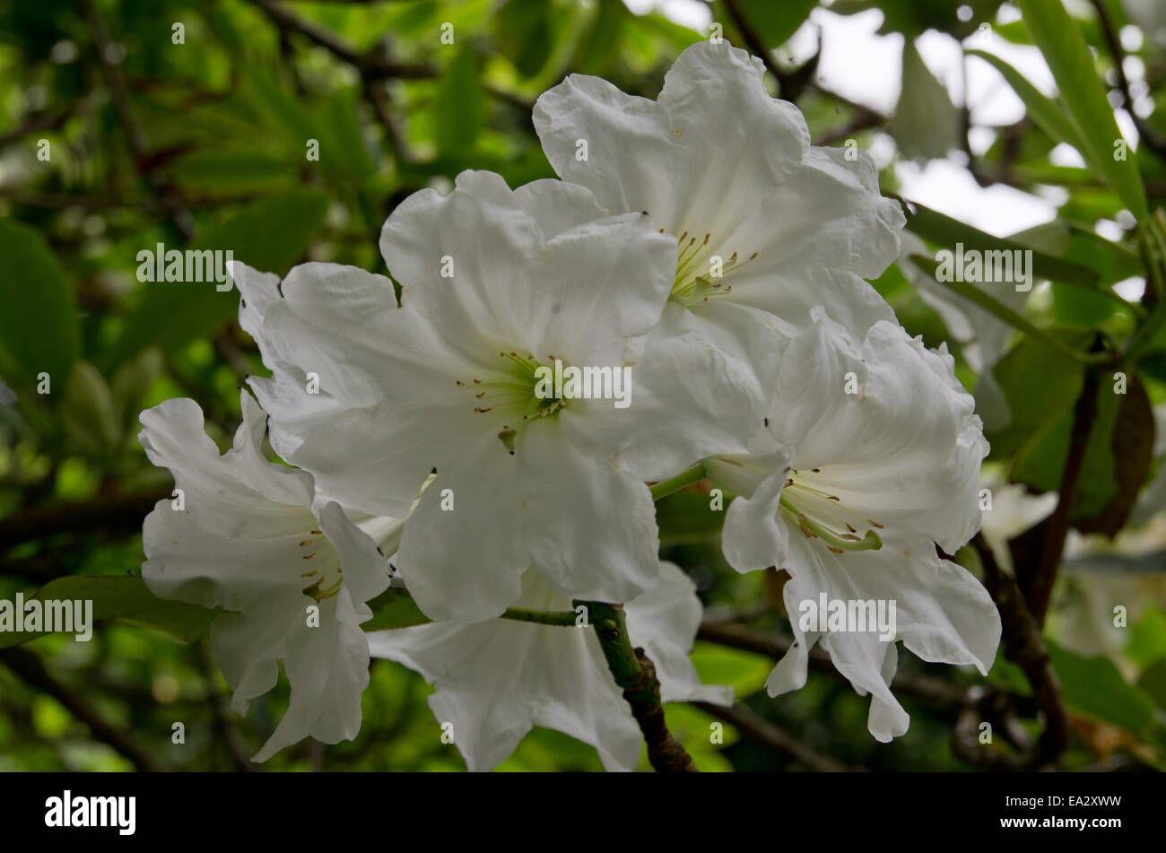 Rhododendron Fortuni hybrid Stock Photo