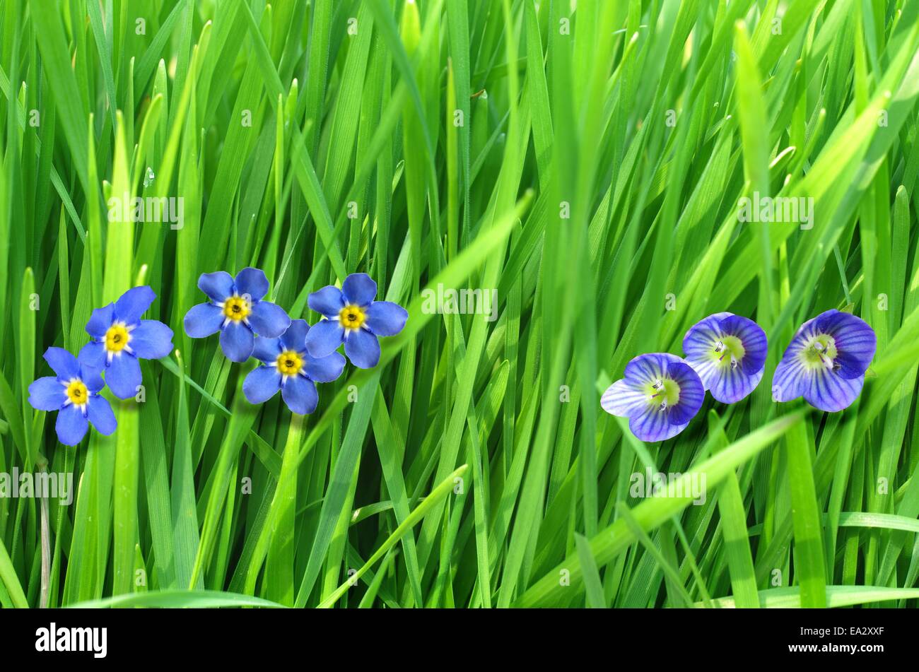 forget-me-not single flower on grass background Stock Photo