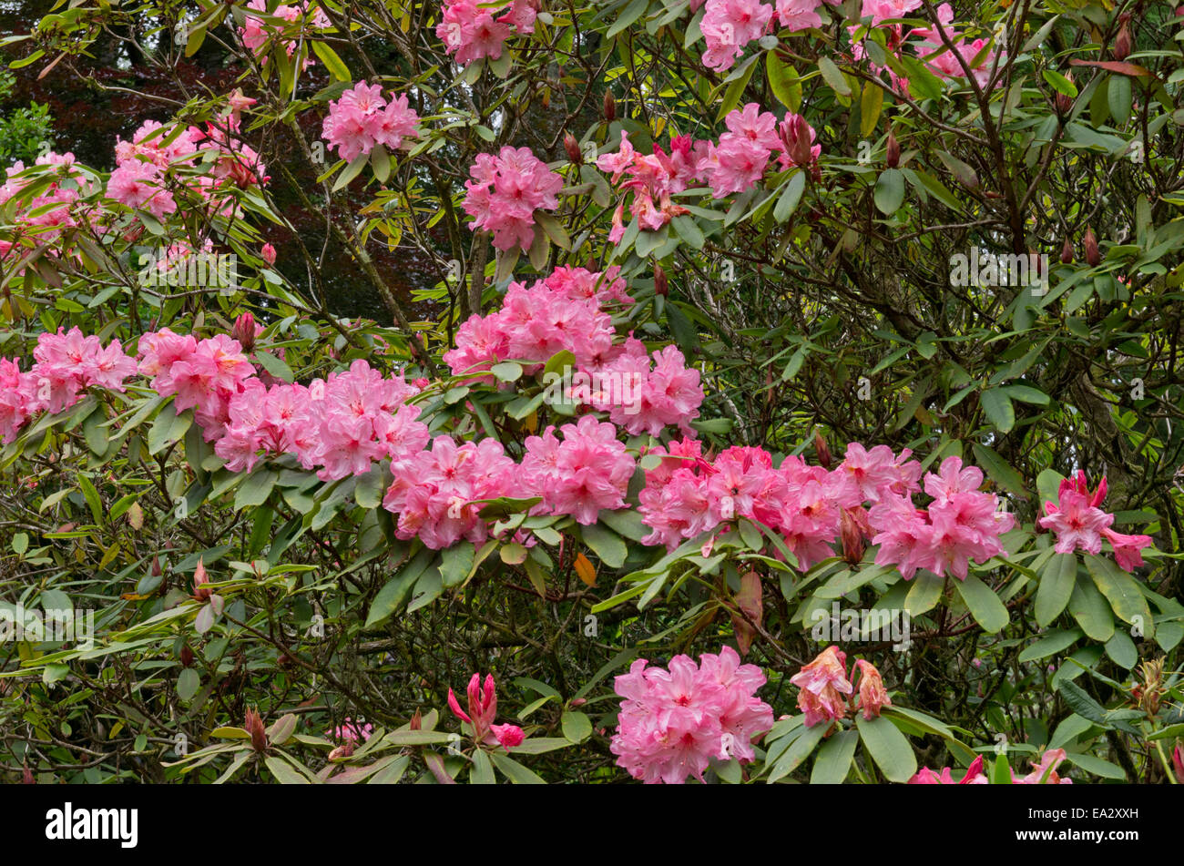 Rhododendron Auriel Stock Photo