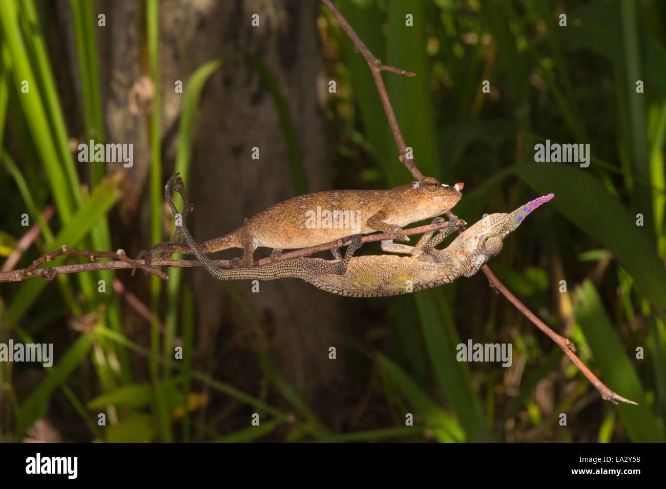 Couple of Blade chameleons (Calumma gallus), Madagascar, Africa Stock Photo