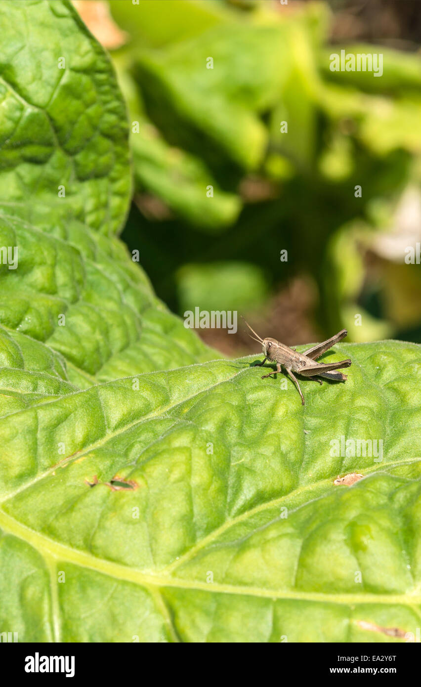 grasshopper tobacco Tobacco grasshopper hi-res stock photography and images