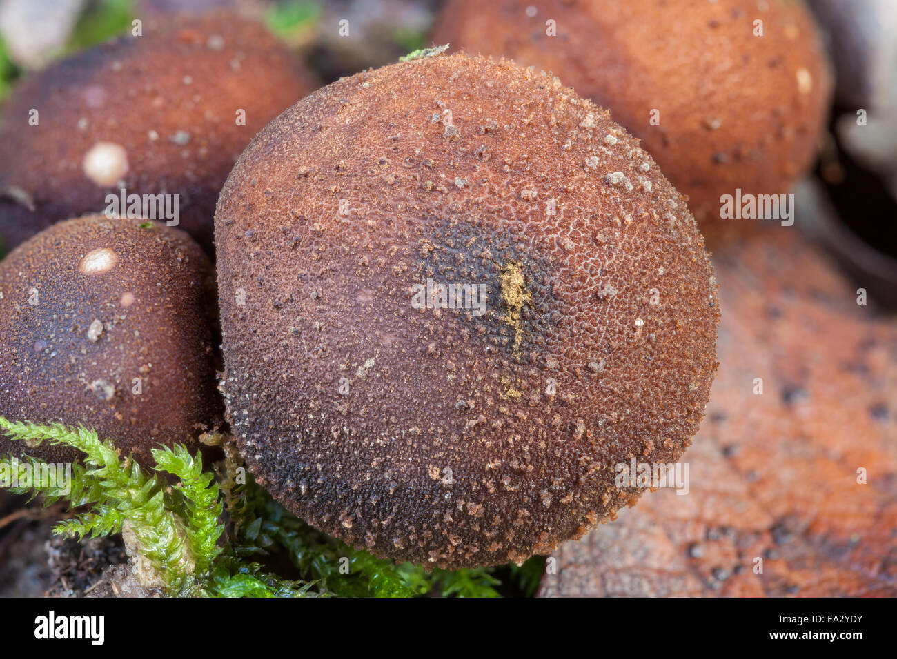Stump puffball mushrooms Stock Photo Alamy
