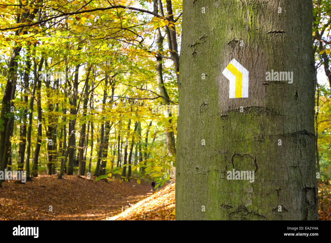 Walking trail sign on the tree in a park. Stock Photo