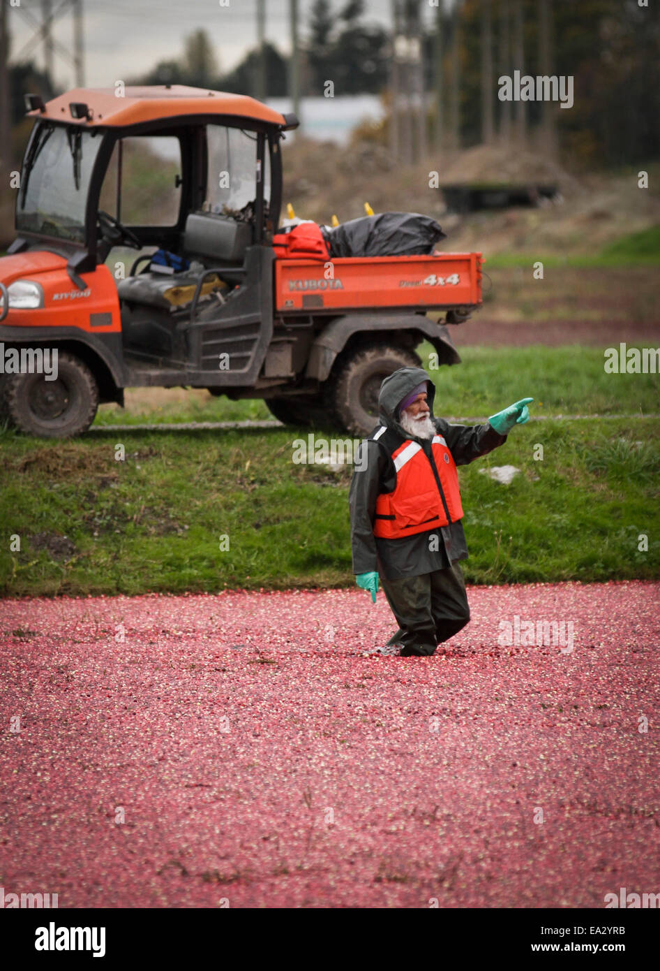 Richmond cranberry farmer hires stock photography and images Alamy