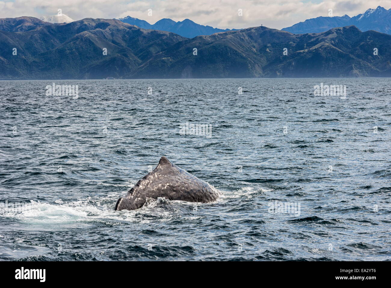 Sperm whale diving, Kaikoura, South Island, New Zealand, Pacific Stock Photo