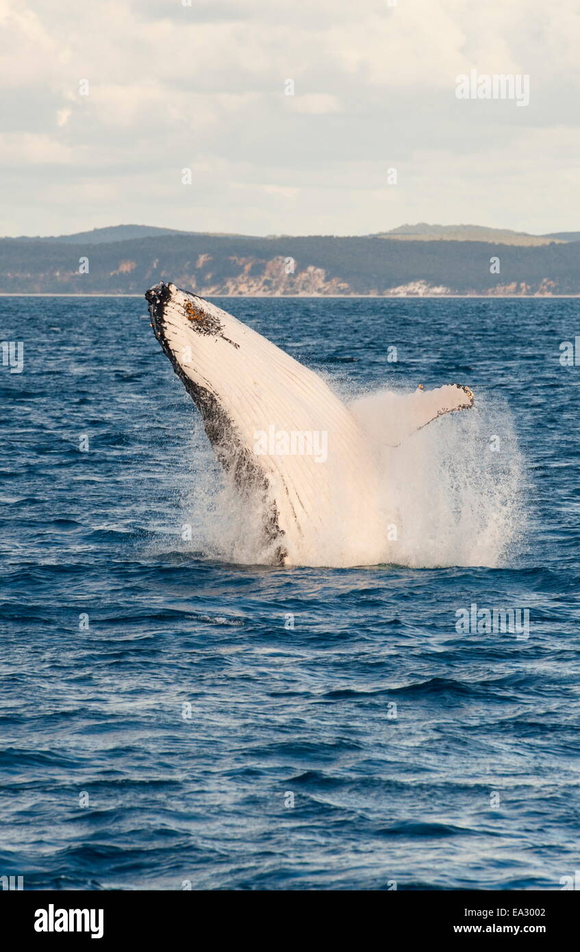 Humpback whale (Megaptera novaeangliae) breaching, Hervey Bay, Queensland, Australia, Pacific Stock Photo